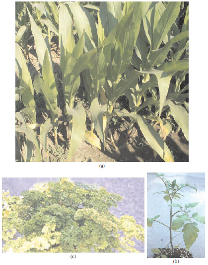 Photographs of nitrogen deficiency symptoms on (a)</a> corn (Zea mays L.), (b) tomato (Lycopersicon esculentum Mill.), and (c) parsley (Petroselinum crispum Nym.).
