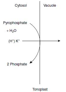 Pyrophosphatase located in the tonoplast and pumping H+ or K+ from the cytosol into the vacuole.