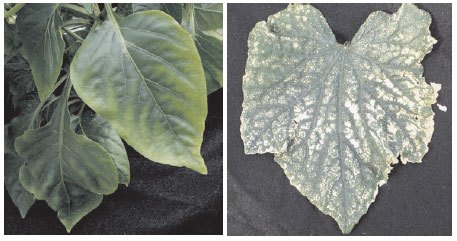 Symptoms of magnesium deficiency on (left) pepper (Capsicum annum L.) and (right) cucumber (Cucumis sativus L.)