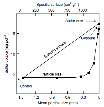 Sulfur uptake of maize plants 32 days after sowing, in relation to particle size and specific surface of elemental sulfur in a pot experimen