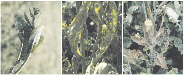 Marbling, spoon-like leaf deformations and anthocyanin enrichments of sulfur-deficient oilseed rape plants (Brassica napus L.) 