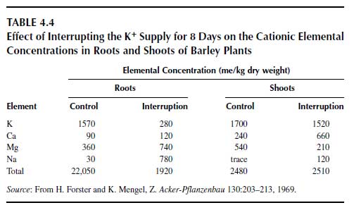 Effect of Interrupting the K Supply for 8 Days on the Cationic Elemental Concentrations in Roots and Shoots of Barley Plants