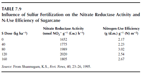Influence of Sulfur Fertilization on the Nitrate Reductase Activity and N-Use Efficiency of Sugarcane