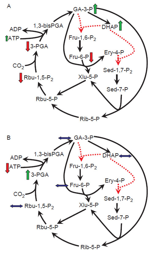 FIGURE 1.2 Effect of a decrease in aldolase content on photosynthetic intermediates in potato plants (Haake et al., 1999). Changes in the steady-state levels of Calvin cycle intermediates in aldolase-antisense lines grown under low irradiance (A) or high irradiance in the presence of elevated CO2 (B) are compared with those in wild-type plants grown under the same conditions. The reactions catalyzed by aldolase are indicated by dotted lines. Symbols refer to the following changes in metabolite content: ↑, increase; ↓, decrease; ↔, roughly similar. (See Page 1 in Color Section.)