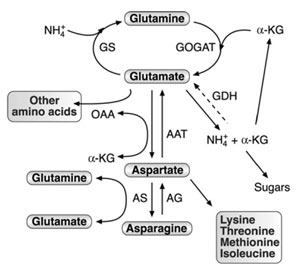 FIGURE 3.1 Schematic diagram of the network of AAAM and its connection to nitrogen assimilation, carbon metabolism, and synthesis of other amino acids. Abbreviations: GS, glutamine synthetase; GOGAT, glutamate synthase; AAT, aspartate amino transferase; GDH, glutamate dehydrogenase; AS, asparagine synthetase; AG, asparaginase; OAA, oxaloacetate; α-KG, α-ketoglutarate. The dashed arrow represents the aminating activity of GDH, which was experimentally demonstrated in plants, but its function is still a matter of debate.
