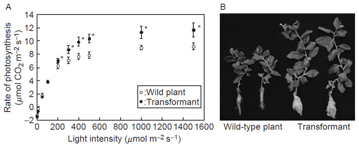 FIGURE 4.3 Phenotypes of the wild-type tobacco plant and the transformant expressing cyanobacterial FBPase/SBPase in chloroplasts. (A) Effect of increasing light irradiance on the net CO<sub>2</sub> assimilation at 360 ppm of CO<sub>2</sub>, 25°C, and 60% relative humidity. The CO<sub>2</sub> assimilation rate was measured using the fourth leaves down from the top of plant, after 12 weeks of culture. (B) Photographs of the wild plant and the transformant after 18 weeks of culture in 360-ppm CO<sub>2</sub> at 400 mmol m-2 s-1.