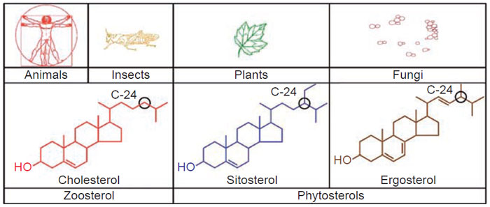 FIGURE 9.1 Major sterols found in living systems. (See Page 7 in Color Section.)