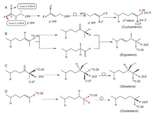 FIGURE 9.4 Determination of labeling patterns in isopentyl diphosphate and sterols synthesized by different pathways. (See Page 9 in Color Section.)