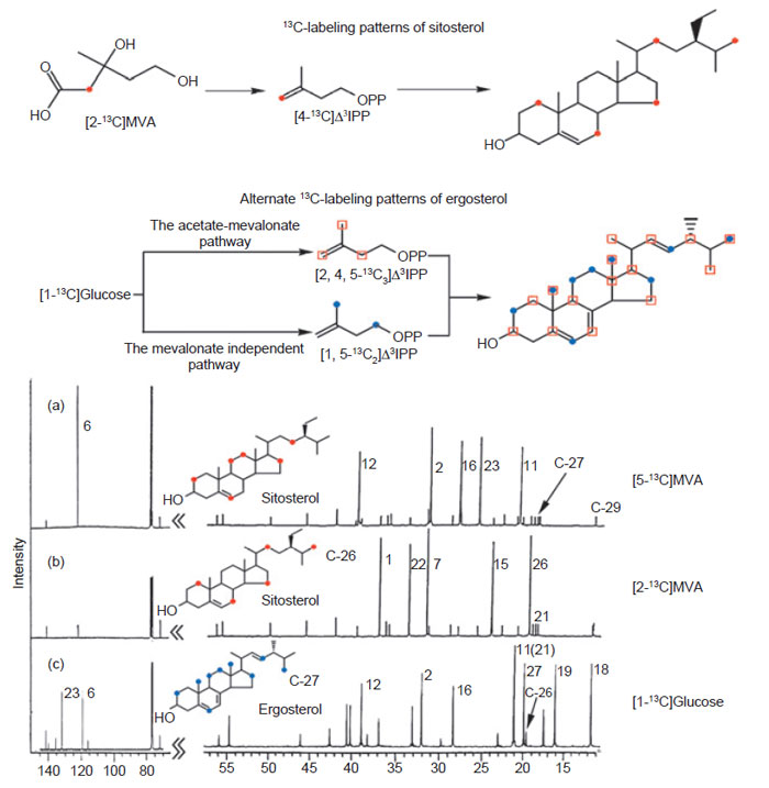 FIGURE 9.5 Stereochemistry of phytosterols at C-25 after 13C labeling of the ProE C-26 of Δ24-sterols. (See Page 10 in Color Section.)