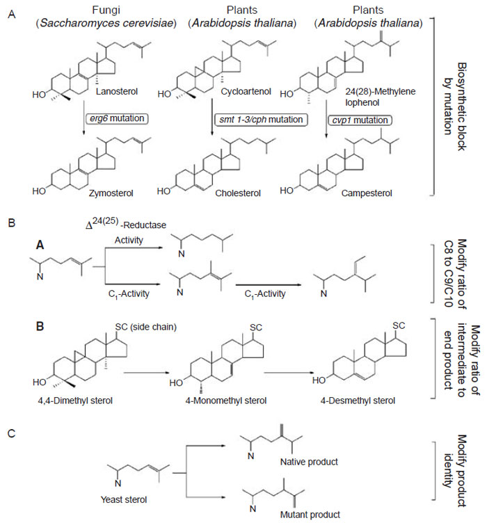 FIGURE 9.20 Different strategies to engineer plants with modified sterol compositions. (A) Engineer change in sterol composition through mutation; (B) engineer change in sterol composition through antisense/cosuppression technology; (C) engineer change through introduction of a foreign SMT that generates novel products.