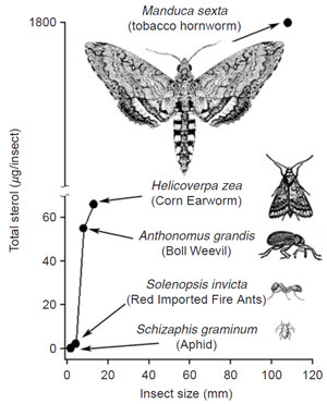 FIGURE 9.23 Correlation of sterol content with insect size. Adapted from Behmer and Nes, 2003.