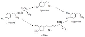 FIGURE 10.5 Schematic representation of the biosynthetic grid leading from L-tyrosine to dopamine. <i>tydc</i>, tyrosine/dopa decarboxylase.