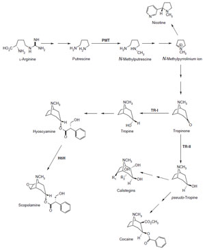 FIGURE 10.11 Schematic representation of the biosynthetic pathway leading from L-arginine to nicotine, scopolamine, calistegins, and cocaine. <i>pmt</i>, putrescineN-methyltransferase; <i>tr-I</i>, tropinone reductase I; <i>tr-I</i>I, tropinone reductase II; <i>h6h</i>, hyoscyamine 6β-hydroxylase.