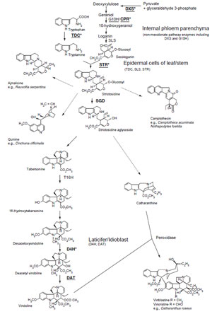 FIGURE 11.3 Biosynthetic pathways to various terpenoid indole alkaloids. Unbroken arrows indicate single enzymatic conversions and dotted arrows indicate multiple enzymatic steps. Enzymes for which the corresponding genes have been cloned are indicated. JA-inducible genes are indicated in bold. Underlining indicates that the corresponding genes have been tested for being an ORCA3 target gene in <i>C. roseus</i> cells. Enzyme-encoding genes regulated by ORCA3 are asterisked (Vazquez-Flota <i>et al.,</i> 2000). DXS, D-1-deoxyxylulose 5-phosphate synthase; STR, strictosidine synthase; TDC, tryptophan decarboxylase; G10H, geraniol 10-hydroxylase; CYP72A1, secologanin synthase; SGD, strictosidine glucosidase; T16H, tabersonine 16-hydroxylase; CPR, cytochrome P450 reductase; D4H, desacetoxyvindoline 4-hydroxylase; DAT, acetylcoenzyme A: deacetylvindoline 4-O-acetyltransferase.