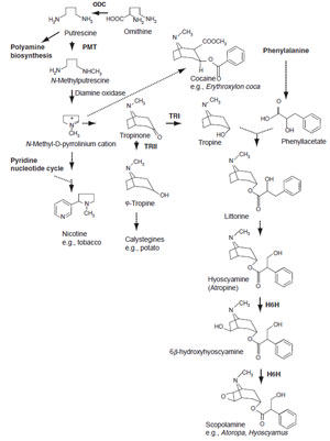 FIGURE 11.4 Biosynthetic pathways to tropane alkaloids, related compounds, and nicotine. Unbroken arrows indicate single enzymatic conversions and broken arrows indicate multiple enzymatic steps. Enzymes for which the corresponding genes have been cloned are indicated in bold. ODC, ornithine decarboxylase; PMT, putrescine N-methyltransferase; TR-I/II, tropinone reductase I/II; H6H, hyoscyamine 6β-hydroxylase.