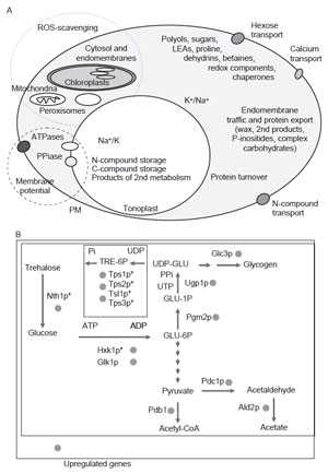 FIGURE 12.2 Biochemical and metabolic determinants of salinity stress tolerance. (A) A schematic representation of cellular mechanisms depicted as functional categories (e.g., maintenance of membrane potential, ROS-scavenging, altered membrane traffic, or protein turnover), and identification of major metabolites and protein families that constitute cellular defenses against ionic stress (modified after Hasegawa <i>et al.,</i> 2000b). Included are functions such as protein turnover, membrane structure, and vesicular traffic reorientations. Not included are molecular functions that also play important roles: chromatin remodeling, transcription/splicing, RNA transport, or regulation of translation. (B) Metabolic reactions leading to trehalose synthesis and reutilization in <i>S. cerevisiae</i> stressed by addition of 1 M NaCl (90 min). Upregulated transcripts are indicated by filled circles, and the presence of a stress response element (STRE) in promoters of individual genes is indicated (*). Although trehalose accumulates long term, the trehalose-cleaving enzyme, trehalase, is also upregulated (Yale and Bohnert, 2001).