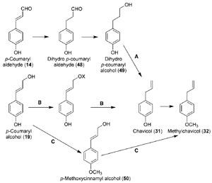FIGURE 13.11 Hypothetical biosynthetic pathways from p-coumaryl alcohol (19) to chavicol (31) and methylchavicol (32), of which pathway B was demonstrated to occur. Source: Vassão et al. (2006b).