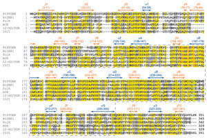 FIGURE 13.12 Alignment of double-bond reductases from Pinus taeda (PtPPDBR), Arabidopsis thaliana (AtDBR1), and homologues from Mentha piperita (pulegone reductase, PulR), rat (Rattus norvegicus, AOR), guinea pig (Cavia porcellus, 12-HD/PGR), and mouse (Mus musculus, 1VJ1). The nucleotide-binding domain is indicated by the dotted line, with conserved AXXGXXG motif in red. Conserved catalytic Tyr residues (Y260 for AtDBR1) are highlighted in light blue, and secondary structural elements are indicated in colored bars (blue for α-helices and orange for β-strands). Source: Redrawn from Youn et al. (2006b). (See Page 26 in Color Section.)