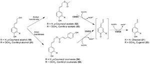FIGURE 13.14 Biosynthetic pathway to chavicol (31) and eugenol (33) from the corresponding monolignols, p-coumaryl (19) and coniferyl (21) alcohols. CS, chavicol synthase; ES, eugenol synthase.