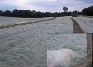 Fleece; an example of a floating mulch