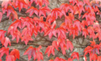 Autumn colour in the leaves of Parthenocissus tricuspida (Boston Ivy), developing in response to environmental changes