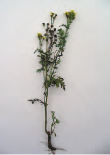 Figure 13.2 Ragwort, a poisonous weed