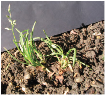 Figure 13.8 Annual meadow grass plant