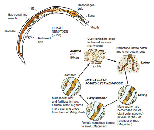 Figure 14.28 The generalized structure of a nematode and life cycle of potato cyst nematode
