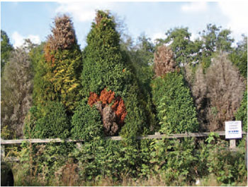 Figure 15.14 Conifer root rot. Note the different shades of colour in individual trees, representing different stages of infection