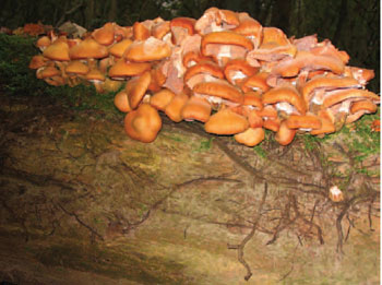 Figure 15.15 Honey fungus. Note the dense clump of honey-coloured toadstools, and also the fungal strands (rhizomorphs) spreading out from the clump.