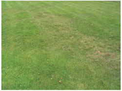 Figure 15.16 Fusarium patch on turf. Note the area of dying turf. In the earlier stages of the disease, distinct circular patches about 30 cm across are seen.
