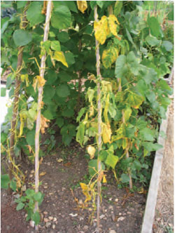 Figure 15.17 Fusarium wilt on beans. Note the leaf yellowing