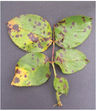 Figure 15.8 Black spot of rose. Note the leaf-yellowing symptom that accompanies the black spot