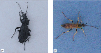 Figure 16.5 (a) Predatory ground beetle (b) I chneumon wasp parasitic on caterpillars