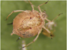Figure 16.6 Swollen aphid parasitized by tiny wasp