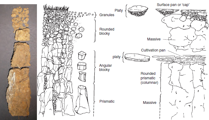 Figure 17.13 Soil structures. The soil profile on the left is composed of soil particles aggregated into structures that produce good growing conditions. Examples of structures that create a poor rooting environment are shown in the profile on the right.