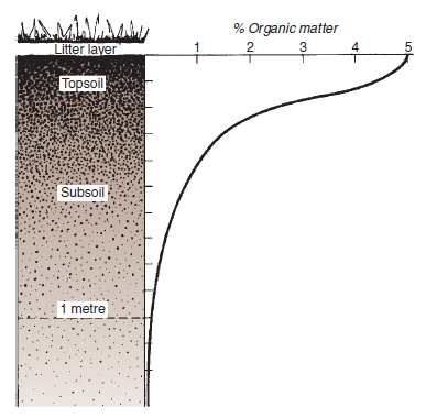 Figure 18.5 Distribution of organic matter in an uncultivated soil. Organic matter content of soil decreases from the soil surface downwards. Note that the topsoil is significantly richer in humus, which gives it a characteristically richer in humus, which gives it a characteristically darker colour