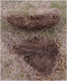Figure 18.6 Thatch. This shows the build-up of organic matter in the surface of the turf