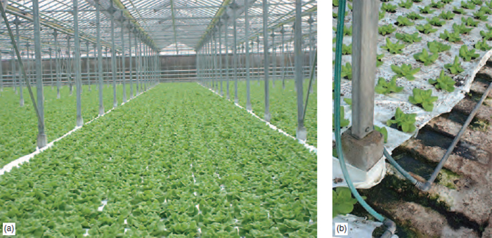Figure 22.6 (a) NFT lettuce crop with close up (b) showing gullies and nutrient solution delivery