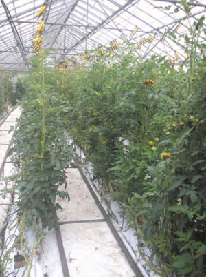 Figure 22.7 Tomato crop in rockwool growing system