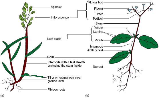 Generalized plant form : (a) monocotyledon; (b) dicotyledon