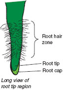 Root tip 