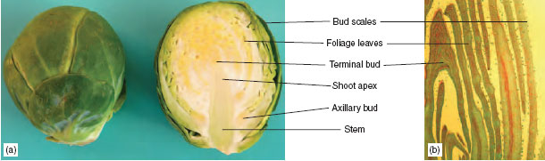Structure of a bud : (a) Brussels sprout and (b) magnified image