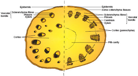 Transverse sections of a typical dicotyledonous stem 