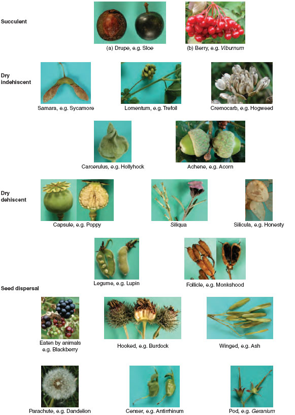 Fruit types and seed dispersal