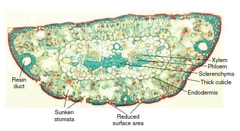 Cross-section of pine leaf ( Pinus) showing some adaptations to reduce water loss